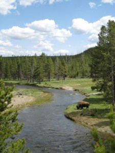 Bison in Yellowstone National Park. Copyright XiaoZhi Lim 2007