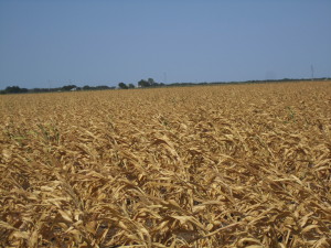 Scorched corn fields in Texas, 2011. Image obtained from Wikimedia.org